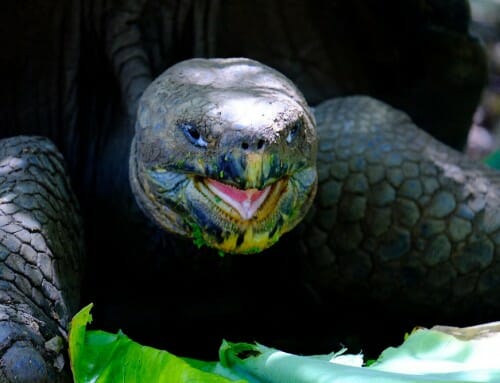Les Galapagos – L&rsquo;archipel des îles enchantées