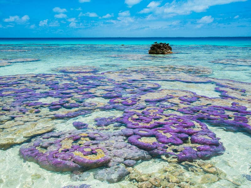 Coral heads in the Tuamotu islands Coral heads in the Tuamotu islands