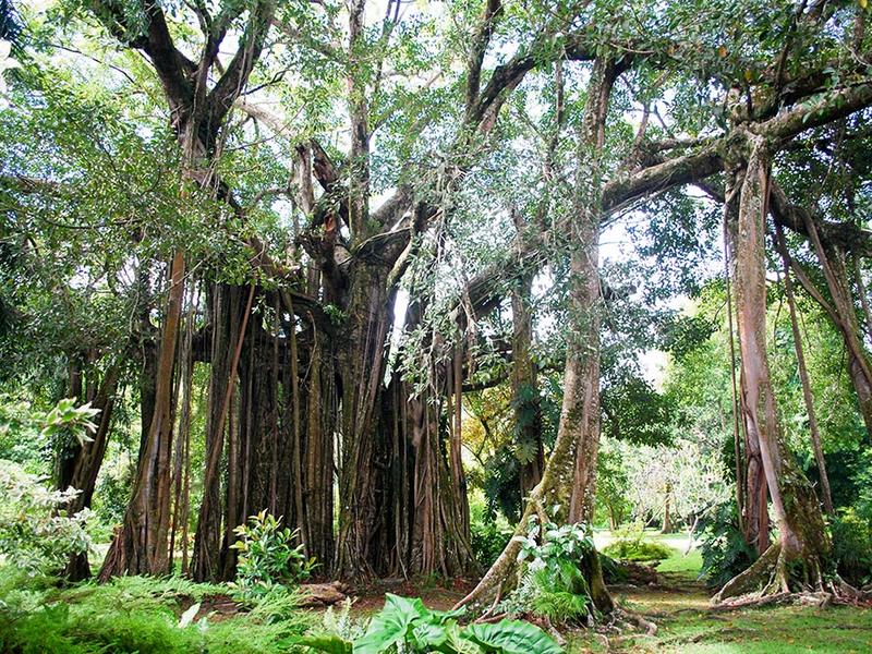 Botanical gardens Tahiti