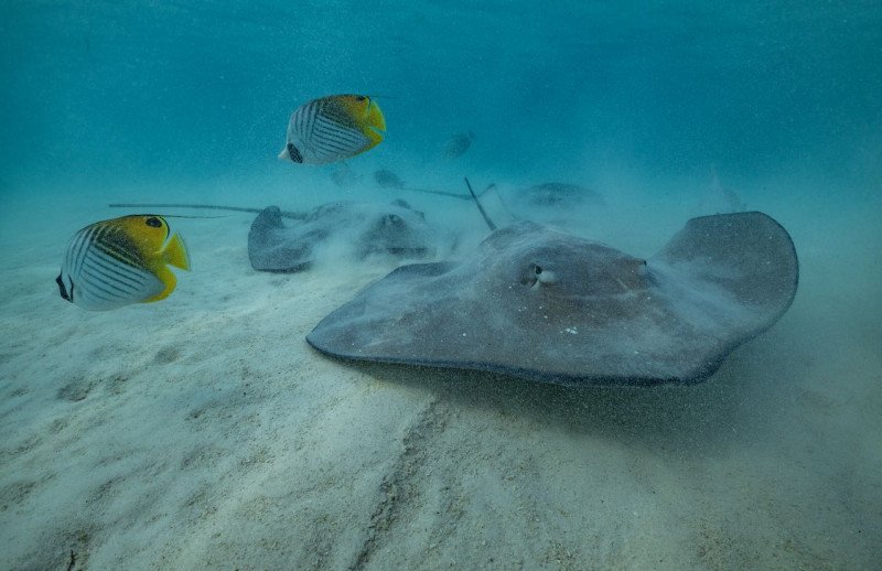 Diving in Moorea Diving from your catamaran in Moorea