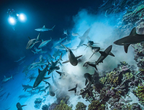 Plongée au Paradis : Les points clés pour pratiquer la plongée ou l&rsquo;apnée depuis votre catamaran dans des spots isolés