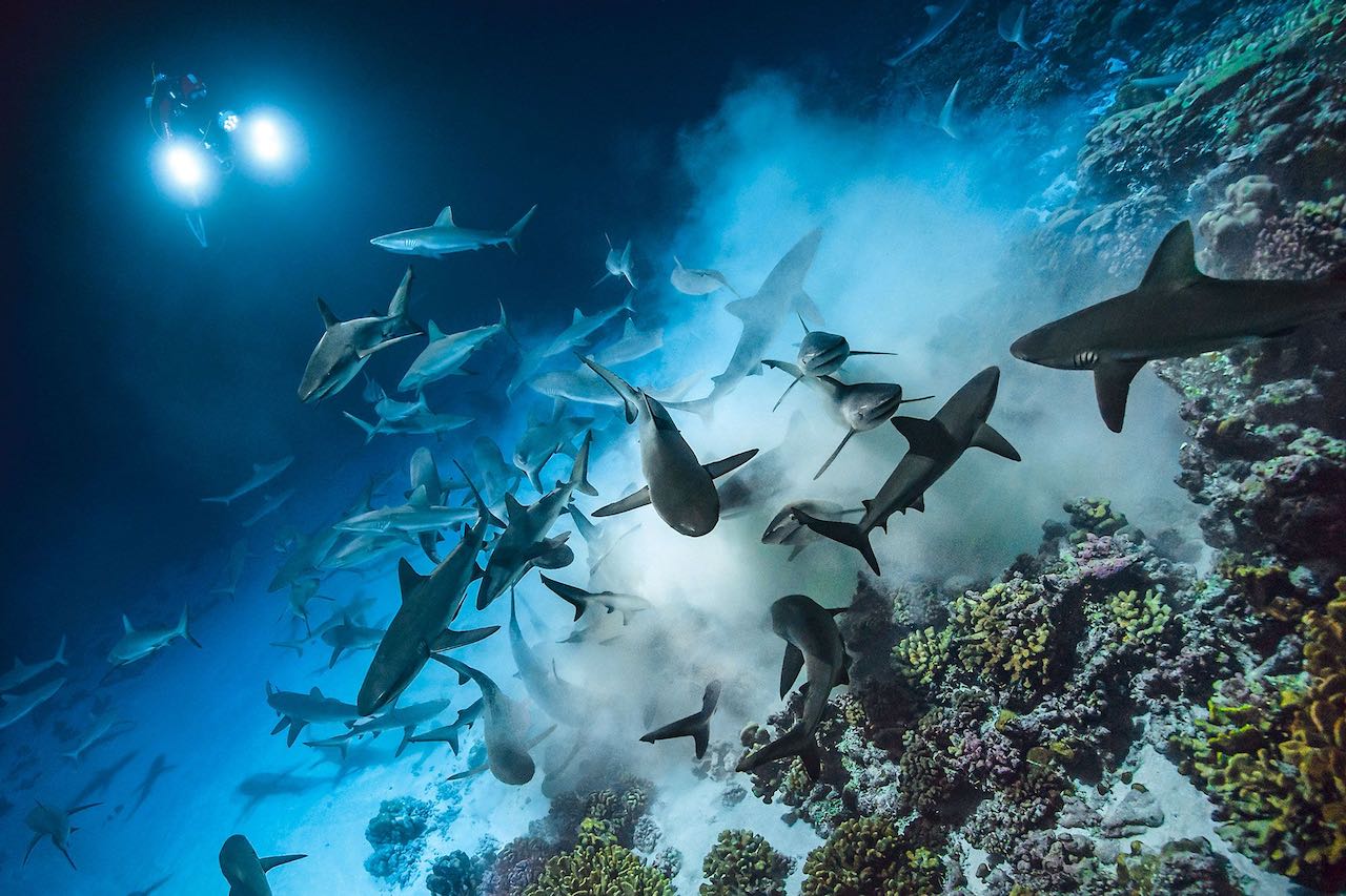 French Polynesia offers some of the most incredible dive experiences in the world.
