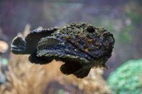 stonefish : biological hazard