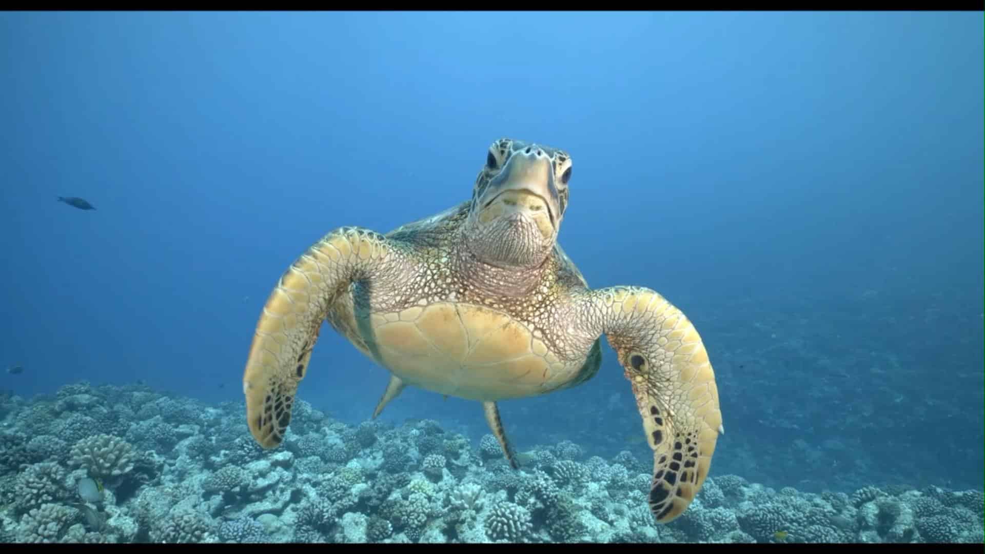 Scuba or free-diving off your catamaran in remote locations
