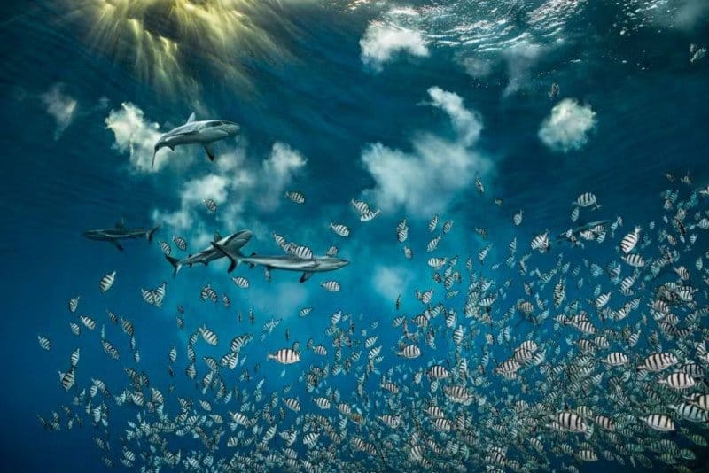 Les atolls de Polynésie offrent parmi les plus belles plongées au monde